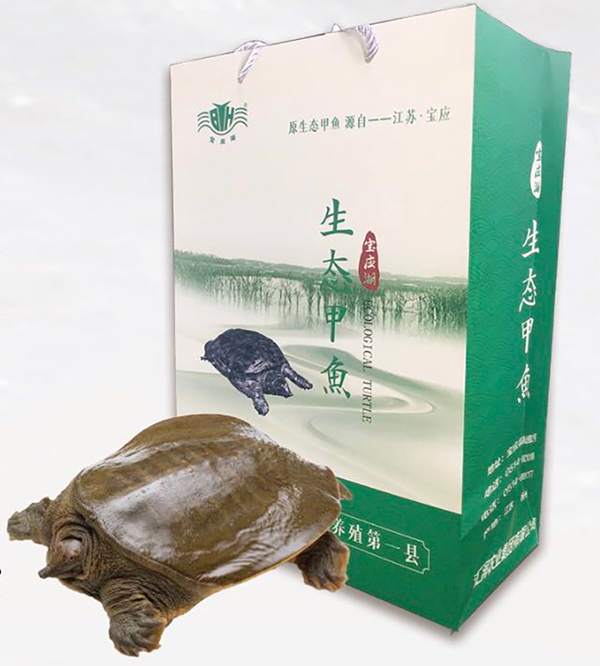 中华鳖