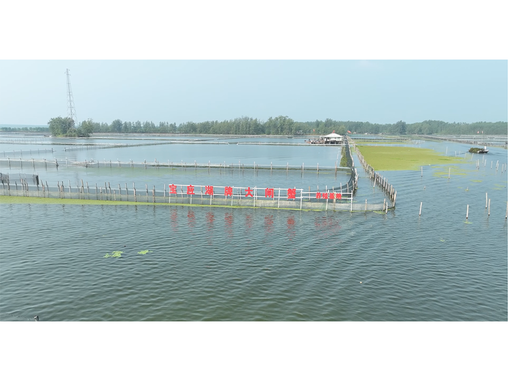“宝应湖”大闸蟹养殖基地1