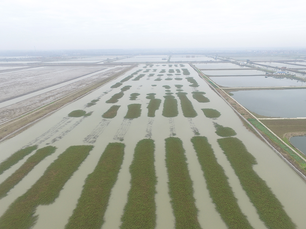 “宝应湖”大闸蟹养殖基地3